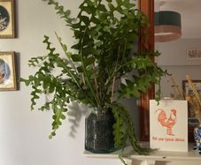 Fishbone cactus houseplant