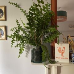 Fishbone cactus houseplant