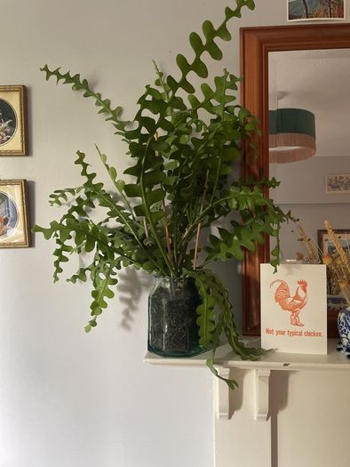 Fishbone cactus houseplant