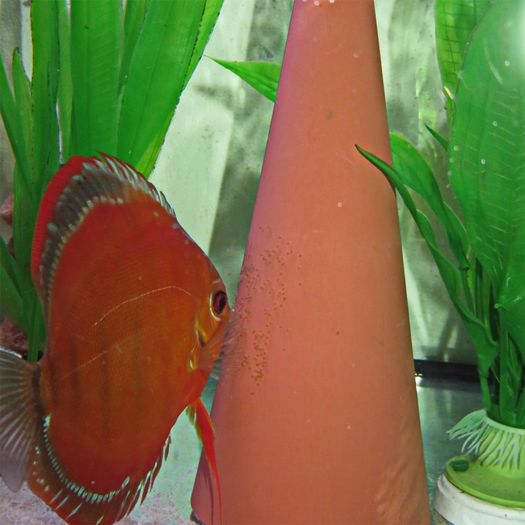 JBL DisCon - Spawning Cone for Discus Fish