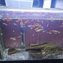 guppies Image 7