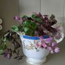 Vety cute Tradescantia Callisia repens.House plant Image 5