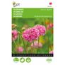 Seeds to Sow in July - August Image 10
