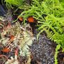 Large Ferns Three Euros Image 8