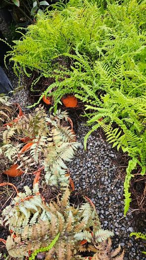 Large Ferns Three Euros