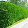 Leylandii 3-4ft Image 2