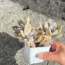 plant Image 6