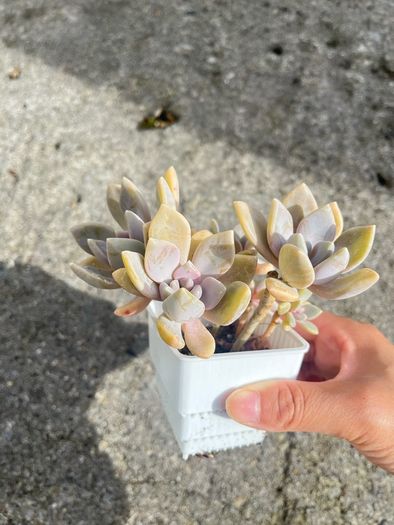 plant