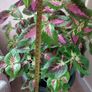 Coleus Houseplant & Tall Premium Planter Image 3