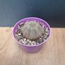 Euphorbia Obesa succulent Image 2