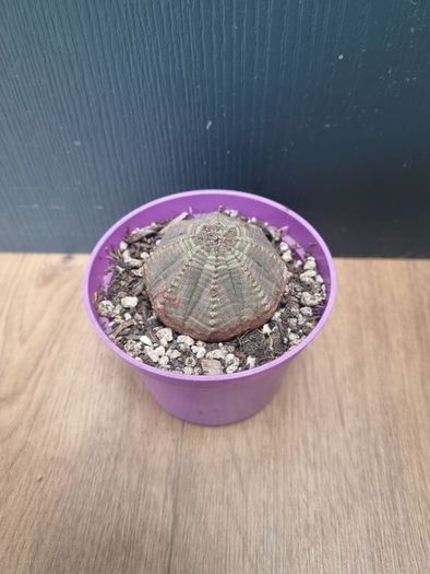 Euphorbia Obesa succulent