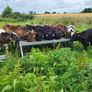 Strong Runners /weanlings Image 2