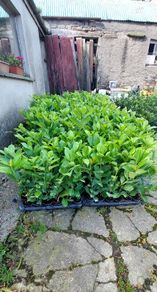 Laurel Hedging