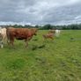 4x Suckler Cows & 3x Charley Heifer & 1 Bull Calf Image 3