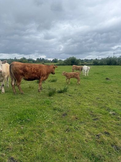 4x Suckler Cows & 3x Charley Heifer & 1 Bull Calf