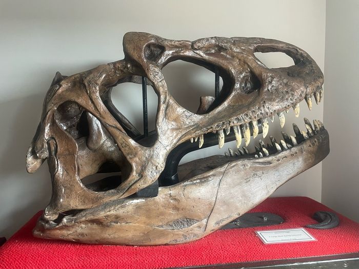 1:1 Full Scale Allosaurus fragilis Skull & Matching Claw Replica (Museum Quality)