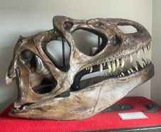 1:1 Full Scale Allosaurus fragilis Skull & Matching Claw Replica (Museum Quality)