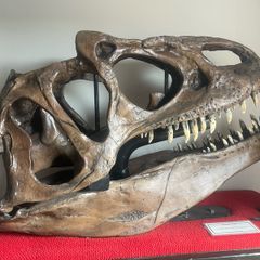 1:1 Full Scale Allosaurus fragilis Skull & Matching Claw Replica (Museum Quality)