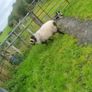 3 Age Rams (2x Cheviot + 1 Mountain Blackface Image 8