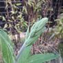 Black stem bamboo Image 9