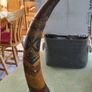 RARE  Senegal Decorated Cow Horn signed ABND. On marble plinth. Image 8