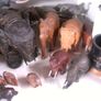 Elephant collection Image 7