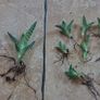 Houseplant- Zebra Haworthia Image 3