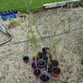 Strawberry plants and raspberry plants for sale Image 10