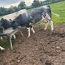 Belgium blue springing heifers Image 6
