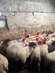 50 super ewe lambs