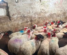 50 super ewe lambs
