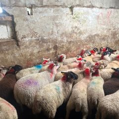 50 super ewe lambs