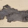 bog oak Image 2