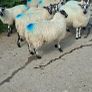 Ewe lambs for sale Image 7