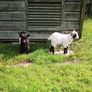 Pygmy Goat Wethers Image 2