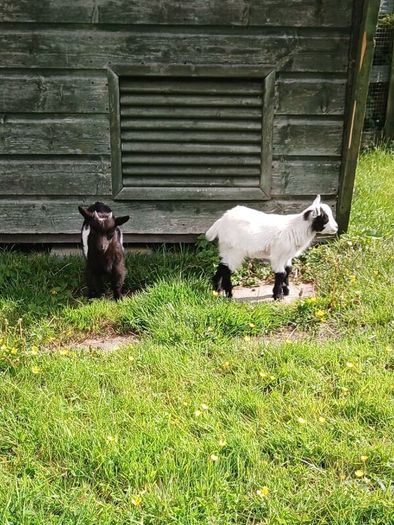 Pygmy Goat Wethers