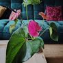 Anthurium Louisiana Image 4