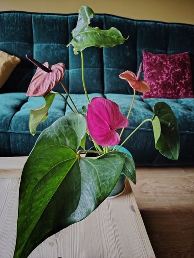 Anthurium Louisiana