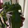 houseplant Philodendron 69686 Image 4