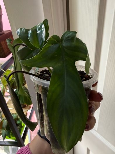 houseplant Philodendron 69686