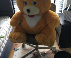 Huge teddy  Bear , good condition