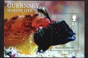 2013 Guernsey Marine Life UK5 Commemorative Stamp Miniature Sheet featuring Black-face Blenny  Mint Never Hinged (MNH)