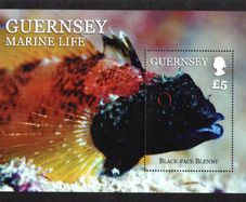 2013 Guernsey Marine Life UK5 Commemorative Stamp Miniature Sheet featuring Black-face Blenny  Mint Never Hinged (MNH)