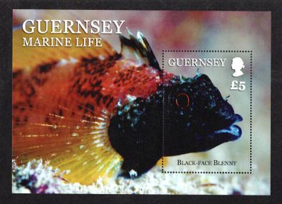 2013 Guernsey Marine Life UK5 Commemorative Stamp Miniature Sheet featuring Black-face Blenny  Mint Never Hinged (MNH)