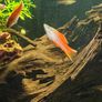 fish Image 5
