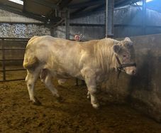 Purebred Charolais Bull