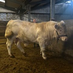 Purebred Charolais Bull