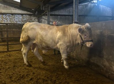Purebred Charolais Bull