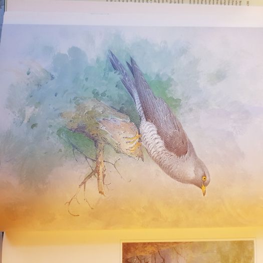 Beningfields Woodlands. Beautiful paintings by Gordan Beningfield of woodland and it birds and animals.