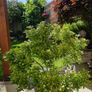 Large pieris japonica plant in a pot Image 8